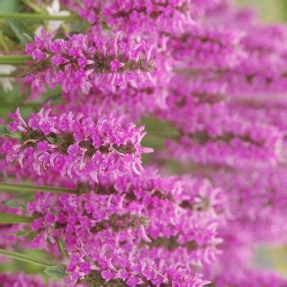 Summer Romance Lamb's Ear