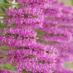 Summer Romance Lamb's Ear