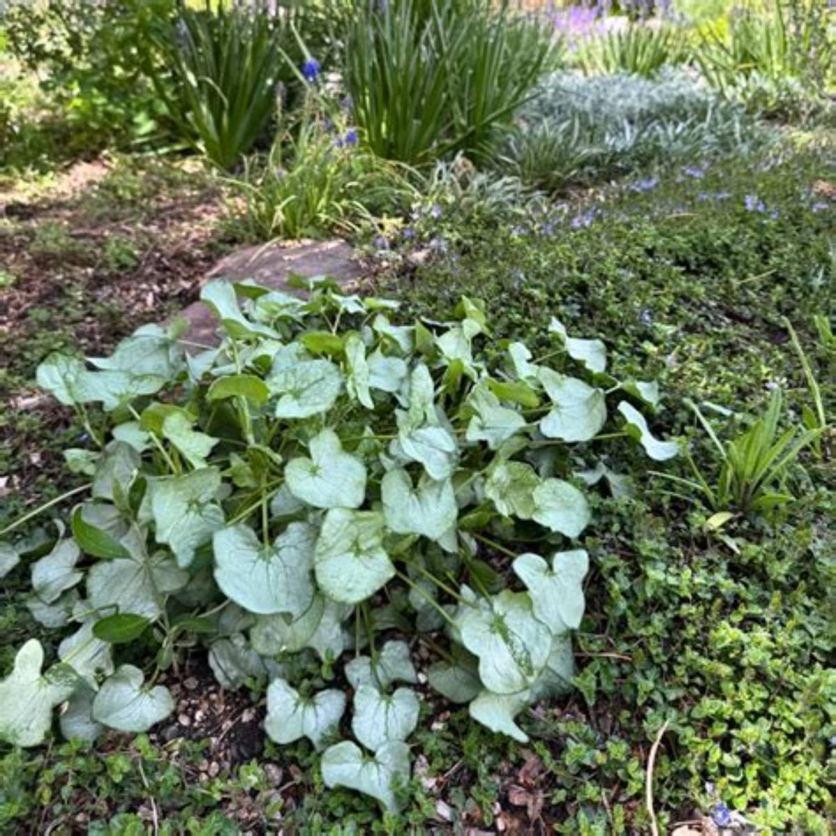 Silver Shield French Sorrel