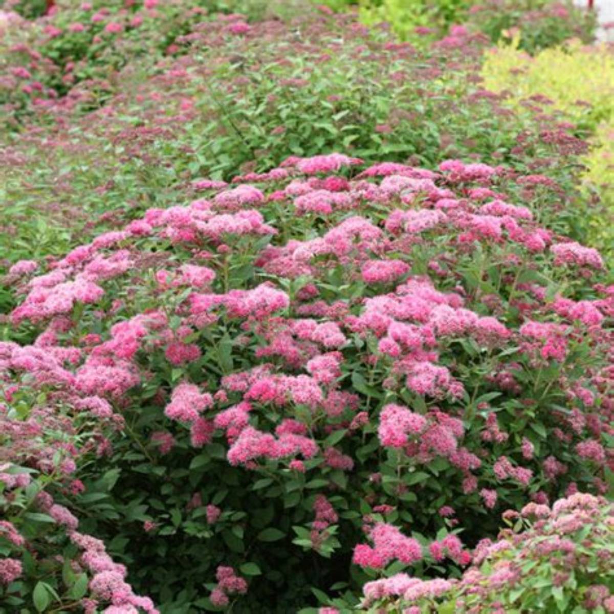 Double Play® Princess™ Spirea