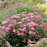 Double Play® Princess™ Spirea