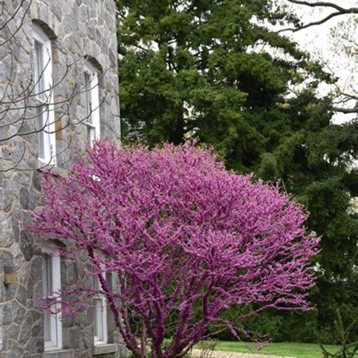 Don Egolf Redbud (Miniature) Tree