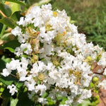 Natchez Crapemyrtle