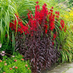 Queen Victoria Cardinal Flower