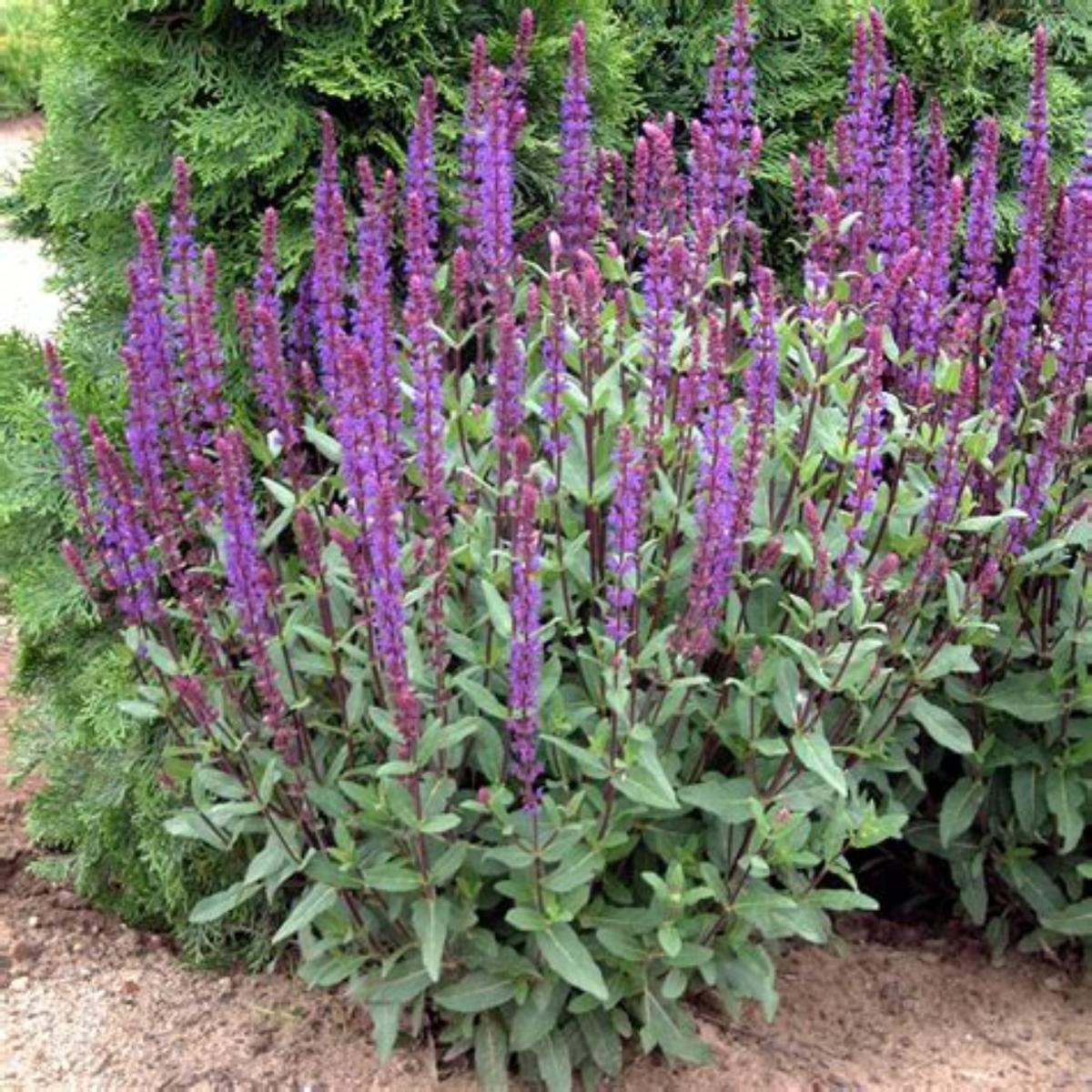 Caradonna Meadow Sage