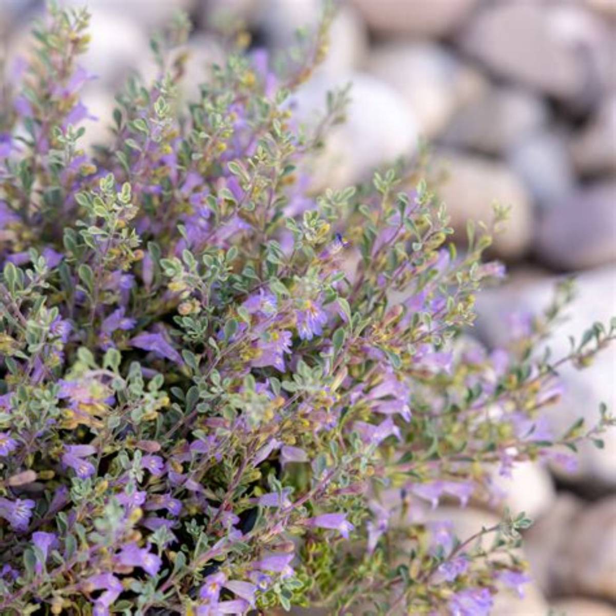 Tushar Bluemat Penstemon