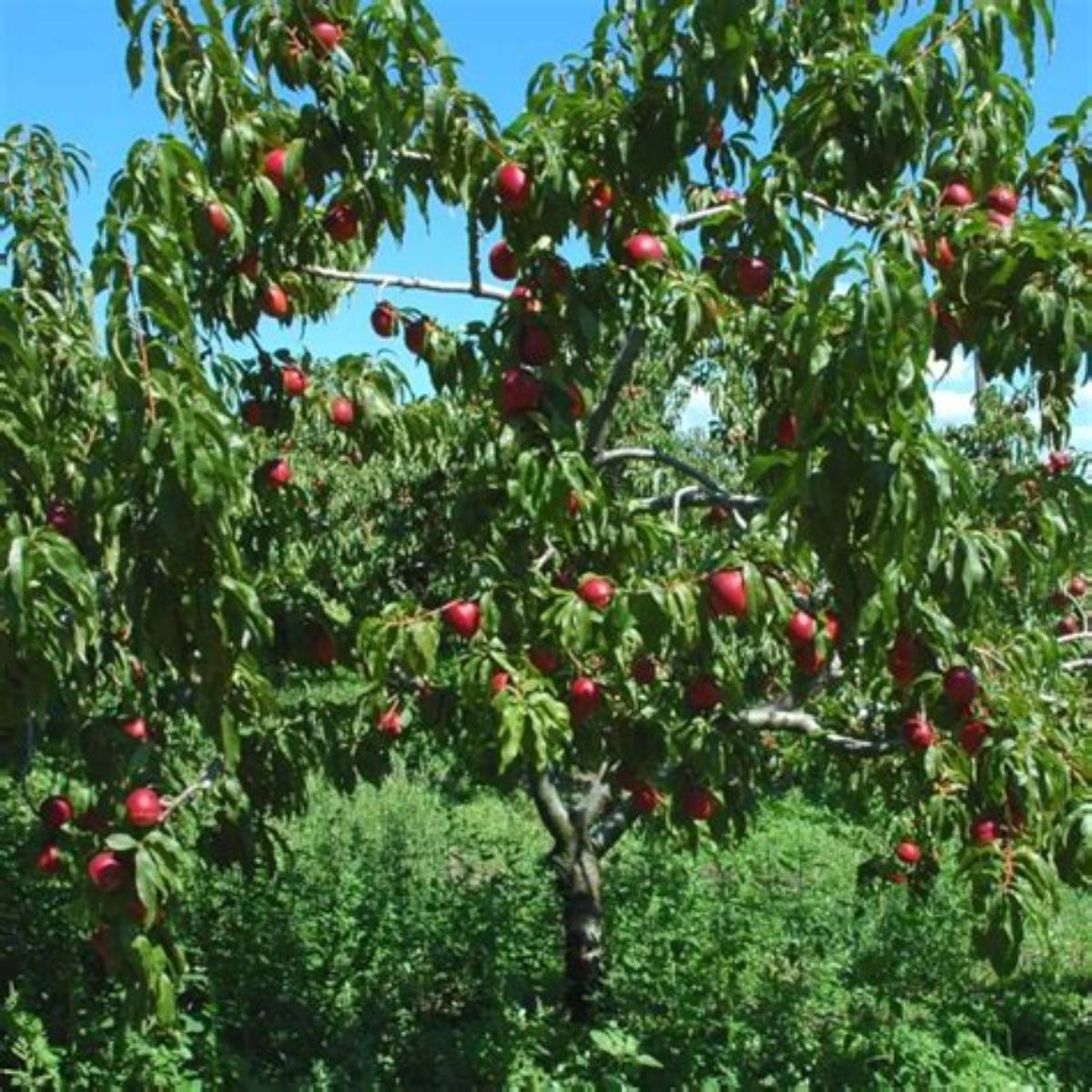 Bowden Nectarine Tree