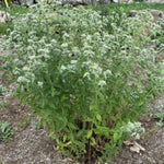 Clustered Mountain Mint