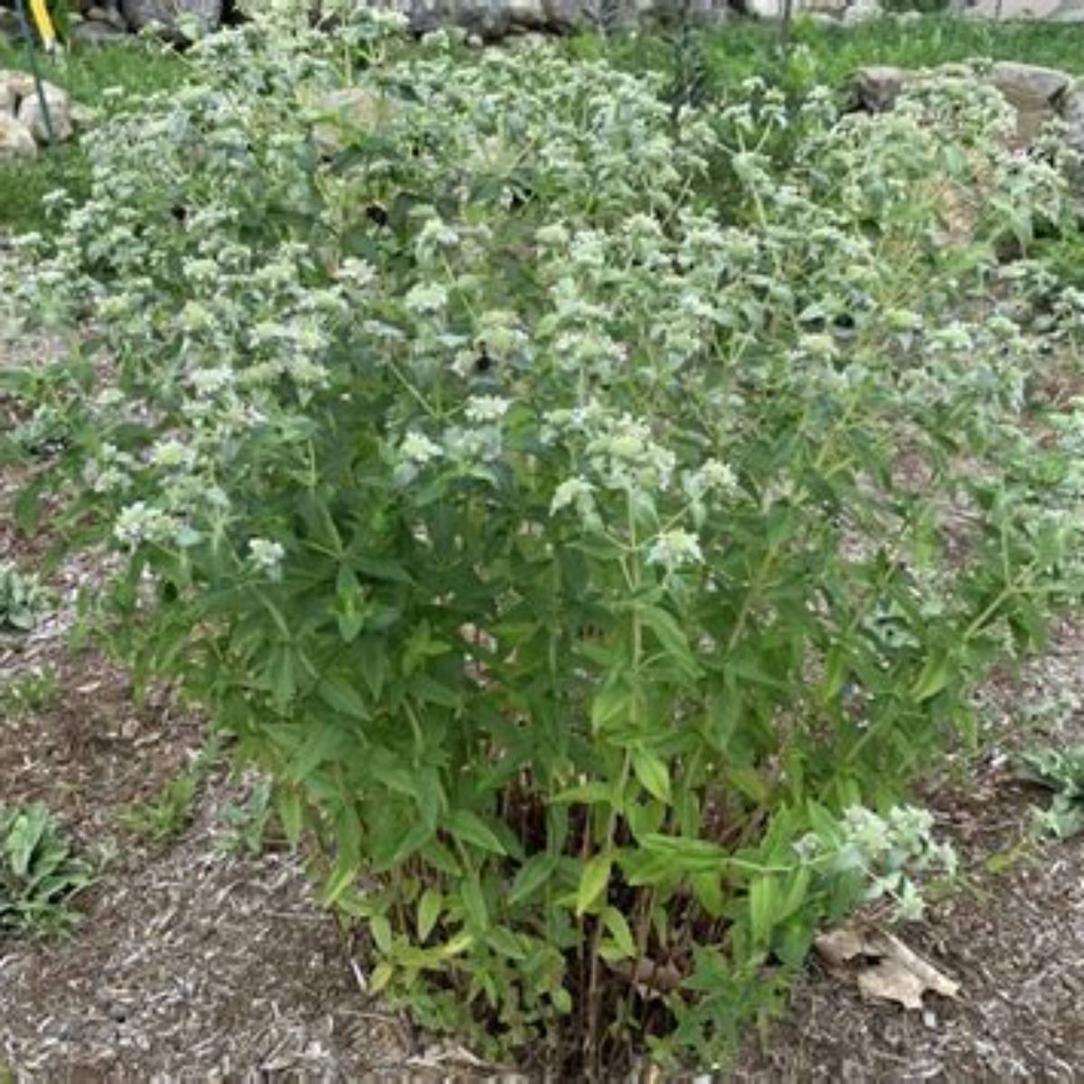 Clustered Mountain Mint