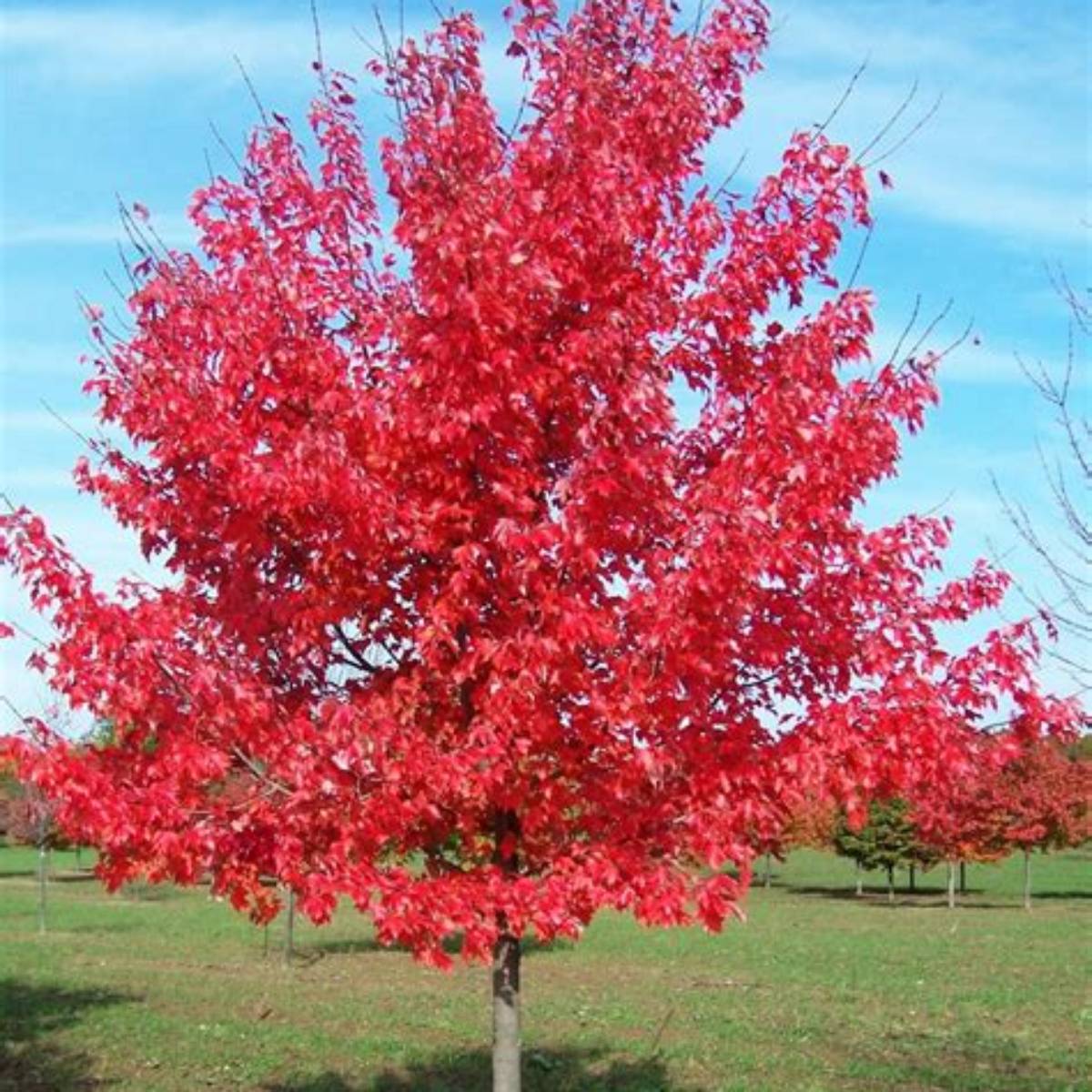 October Glory® Red Maple Tree