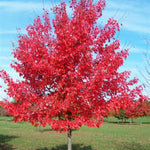 October Glory® Red Maple Tree
