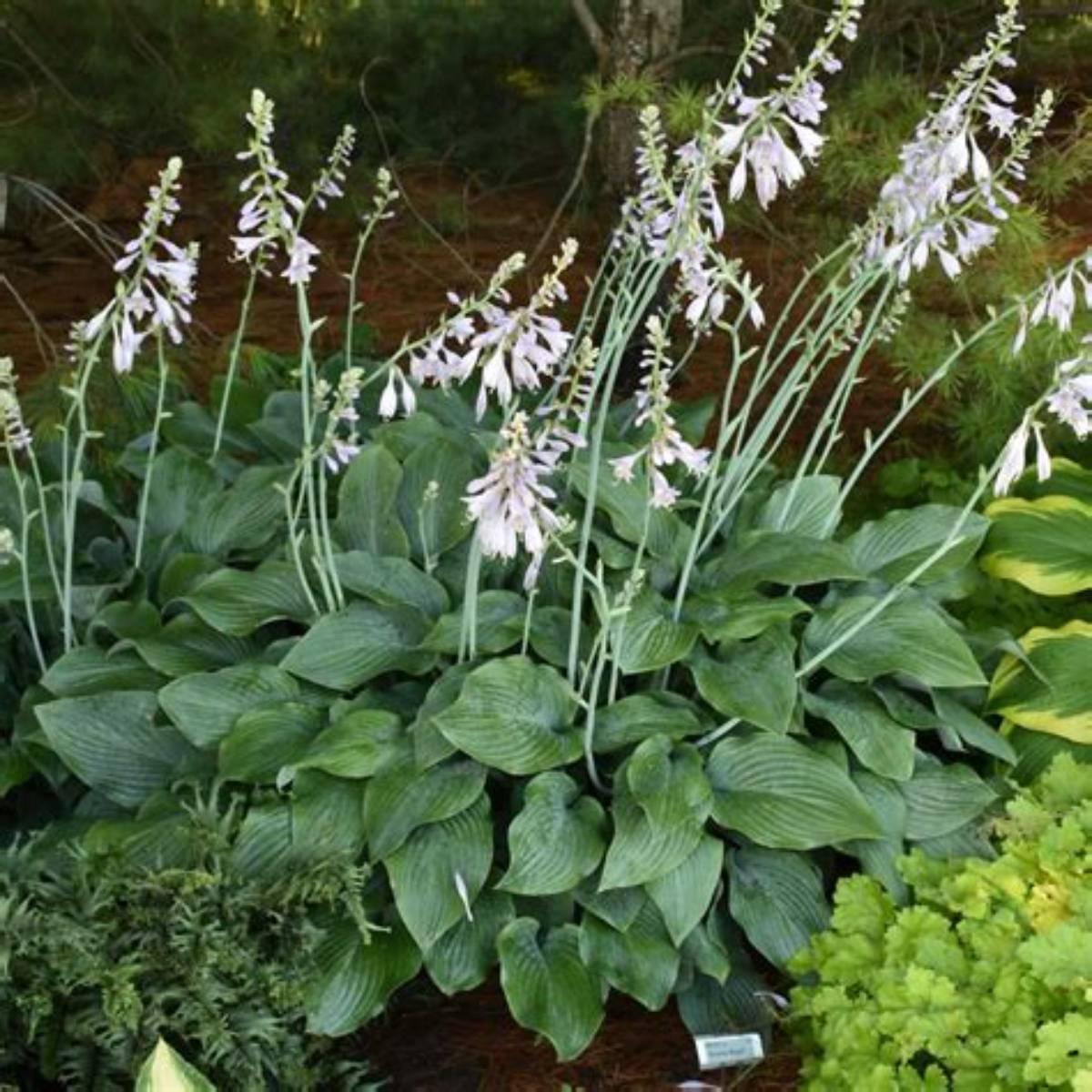 Krossa Regal Hosta