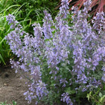Junior Walker™ Catmint