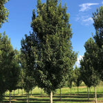 Valynor® Trident Maple Tree