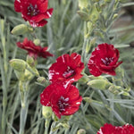 American Pie® Cherry Pie Dianthus