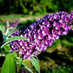 Asian Moon Butterfly Bush