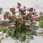 Frostkiss® Dana's Dulcet® Hellebore
