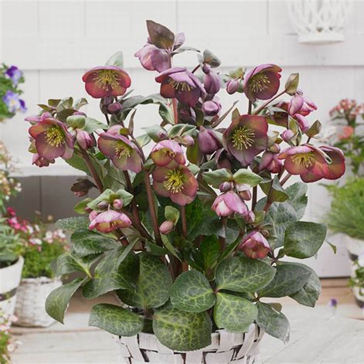 Frostkiss® Dana's Dulcet® Hellebore