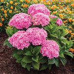 Starfield™ Hydrangea