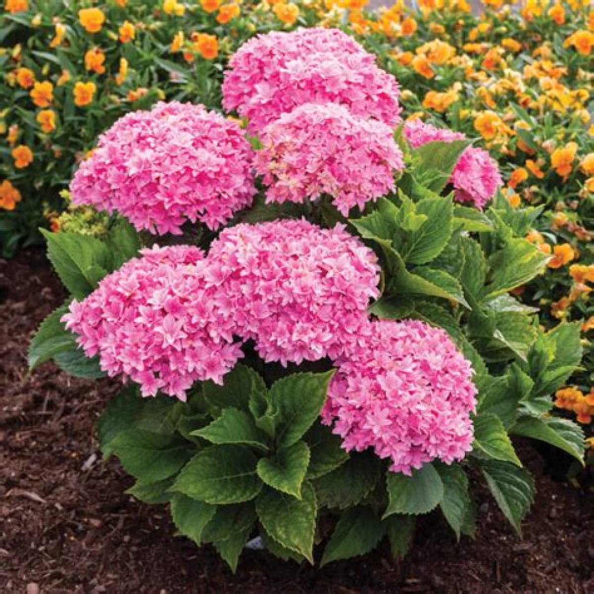 Starfield™ Hydrangea