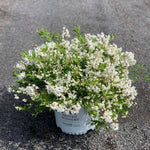 Yuki Snowflake® Deutzia