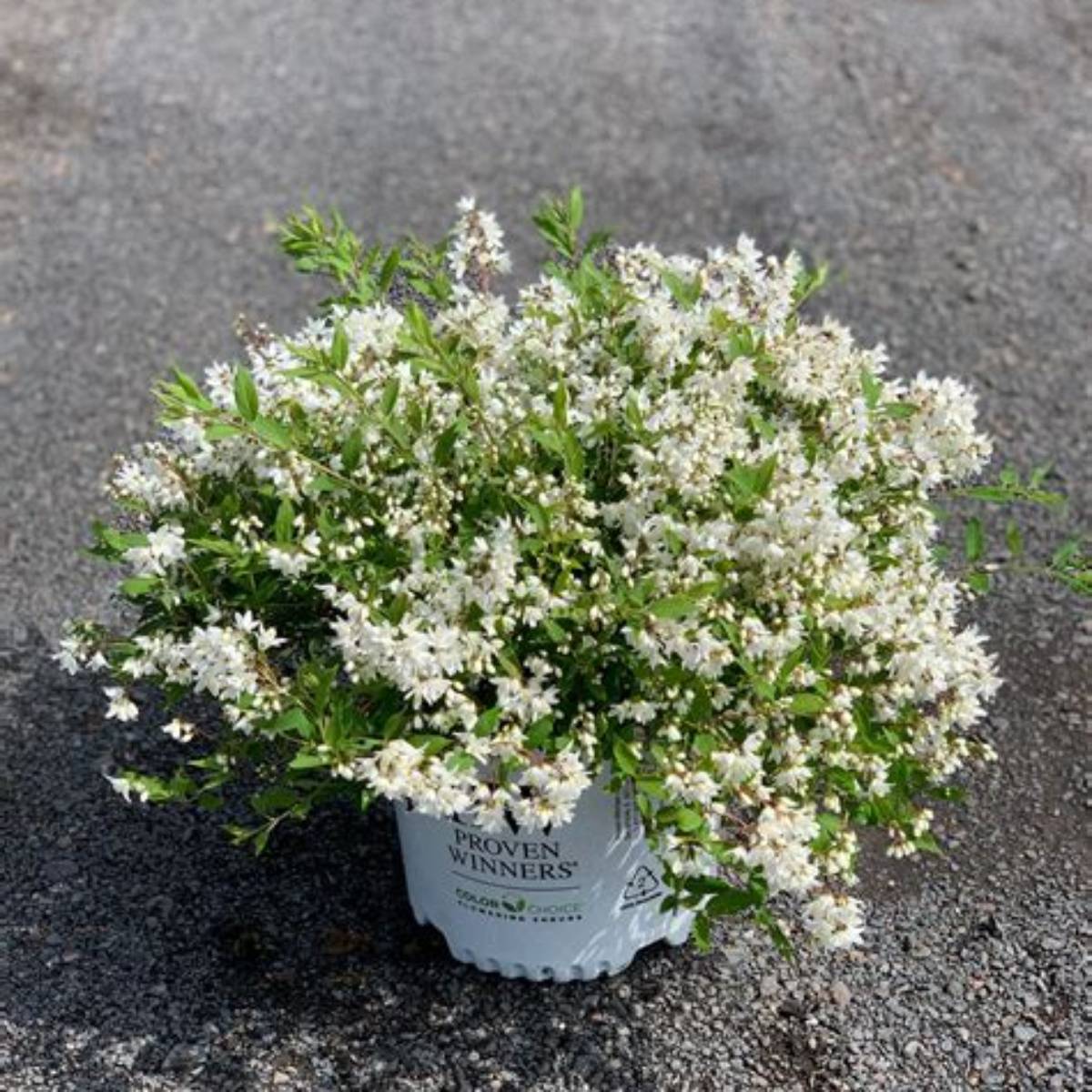 Yuki Snowflake® Deutzia