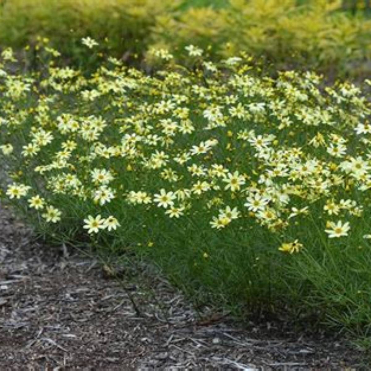 Moonbeam Coreopsis