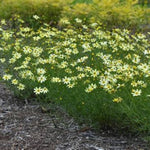 Moonbeam Coreopsis