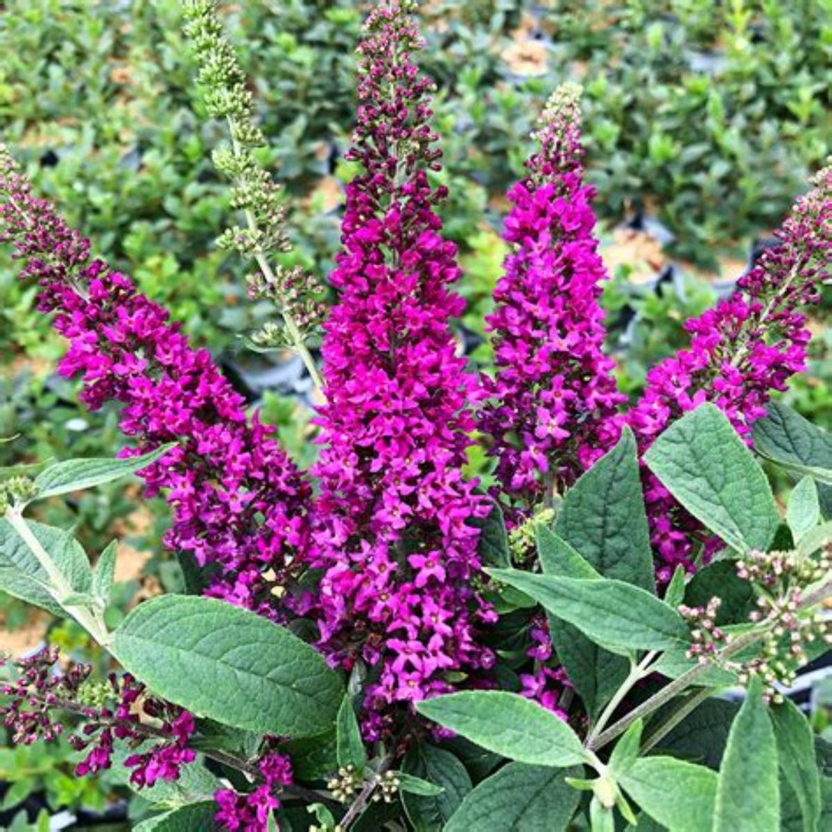 Lo & Behold Ruby Chip® Butterfly Bush