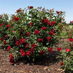 Brick House® Red Shrub Rose