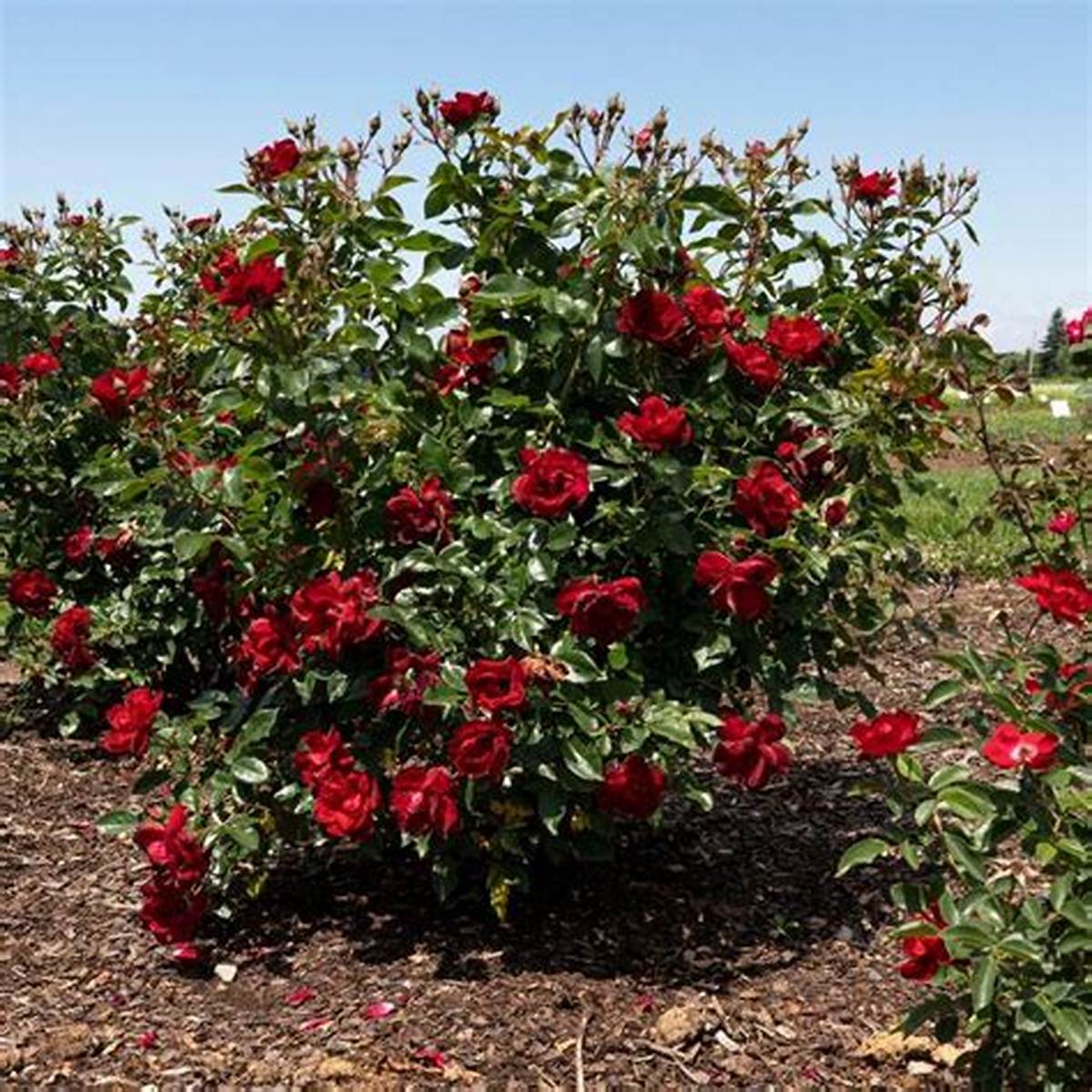Brick House® Red Shrub Rose
