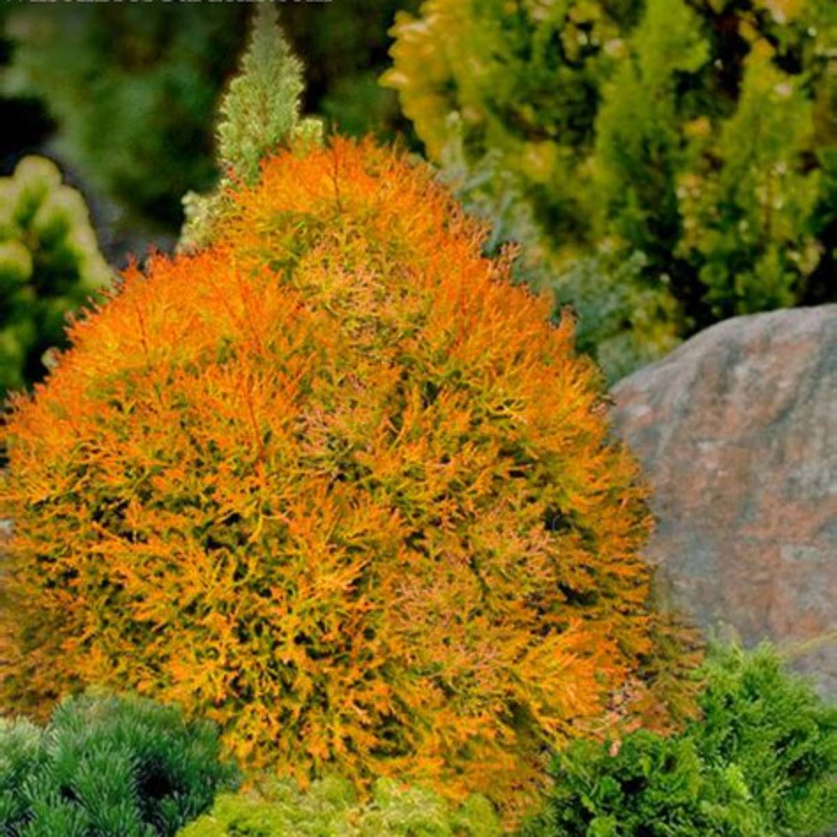 Fire Chief™ Arborvitae