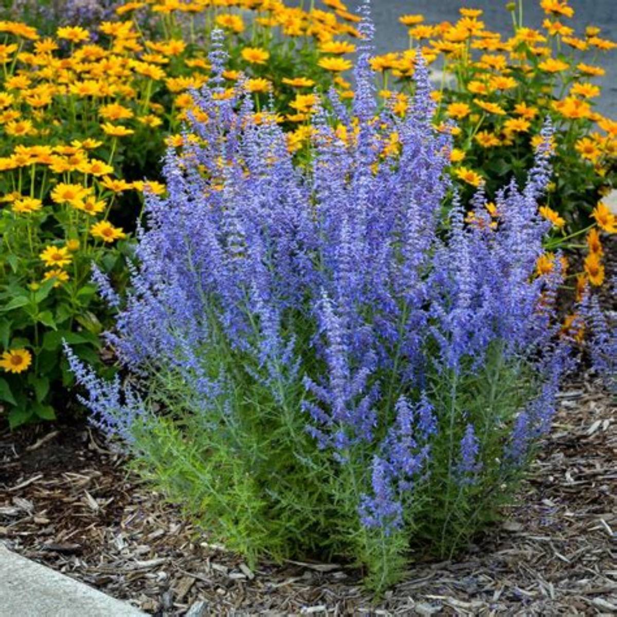 Denim 'N Lace Russian Sage