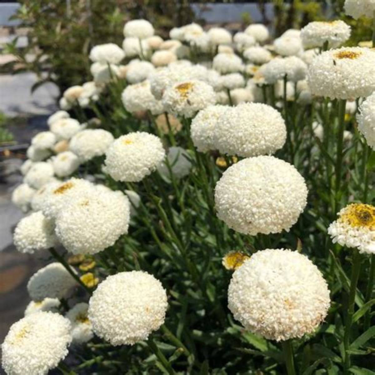 Realflor® Real Tiny Bubbles Shasta Daisy