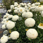 Realflor® Real Tiny Bubbles Shasta Daisy