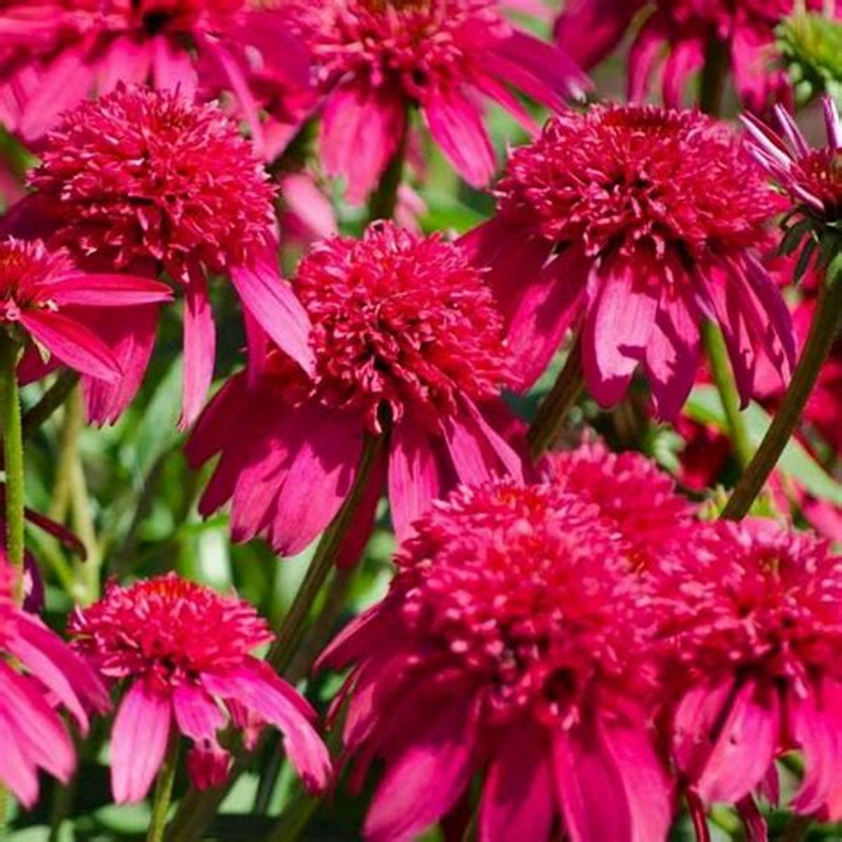 Double Scoop™ Cranberry Coneflower