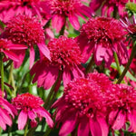 Double Scoop™ Cranberry Coneflower