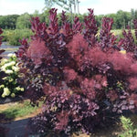 Winecraft Black® Smoketree