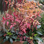 Heavenly Bamboo Nandina
