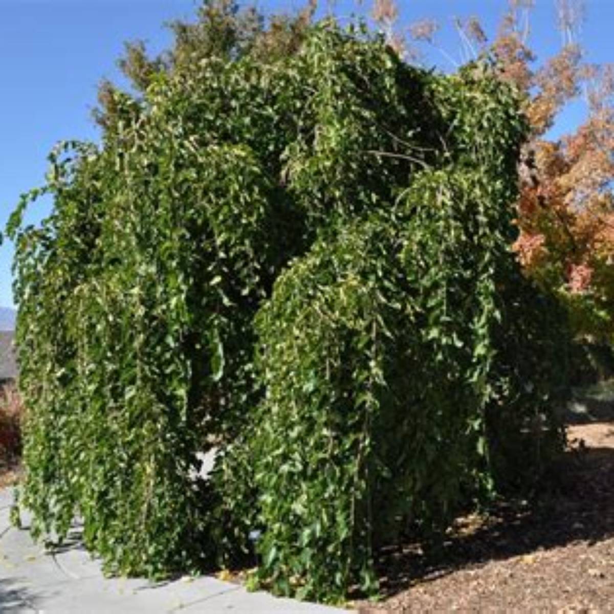 Chaparral Weeping Mulberry Tree