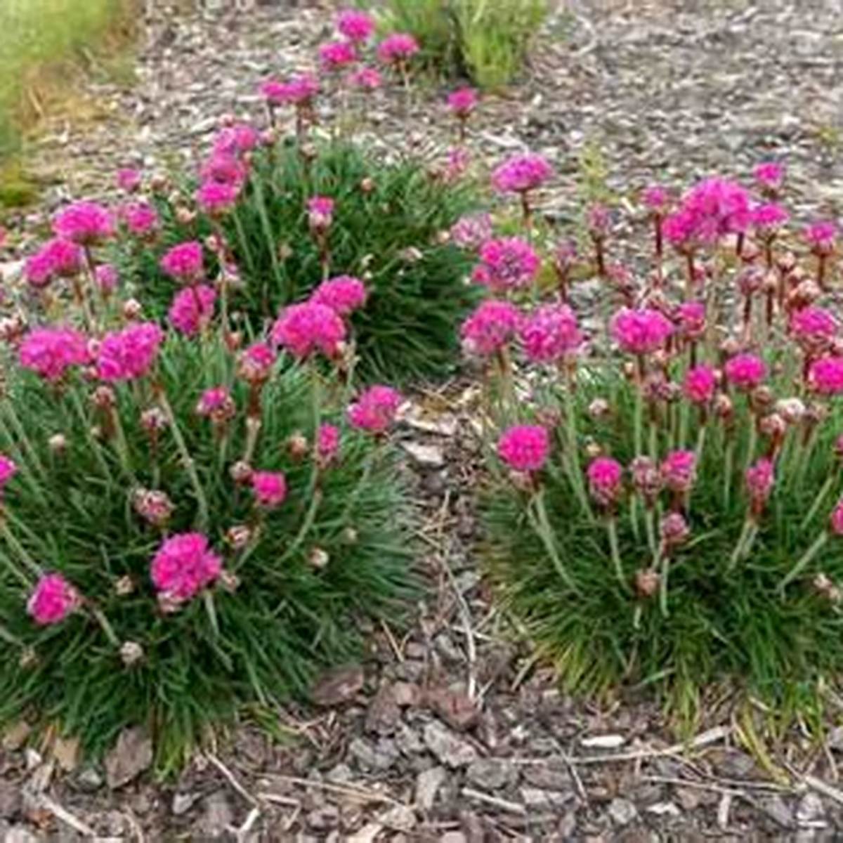 Splendens Sea Pink
