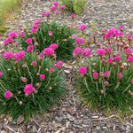 Splendens Sea Pink