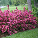 Sonic Bloom Wine™ Reblooming Weigela
