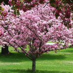 Brandywine® Crabapple Tree