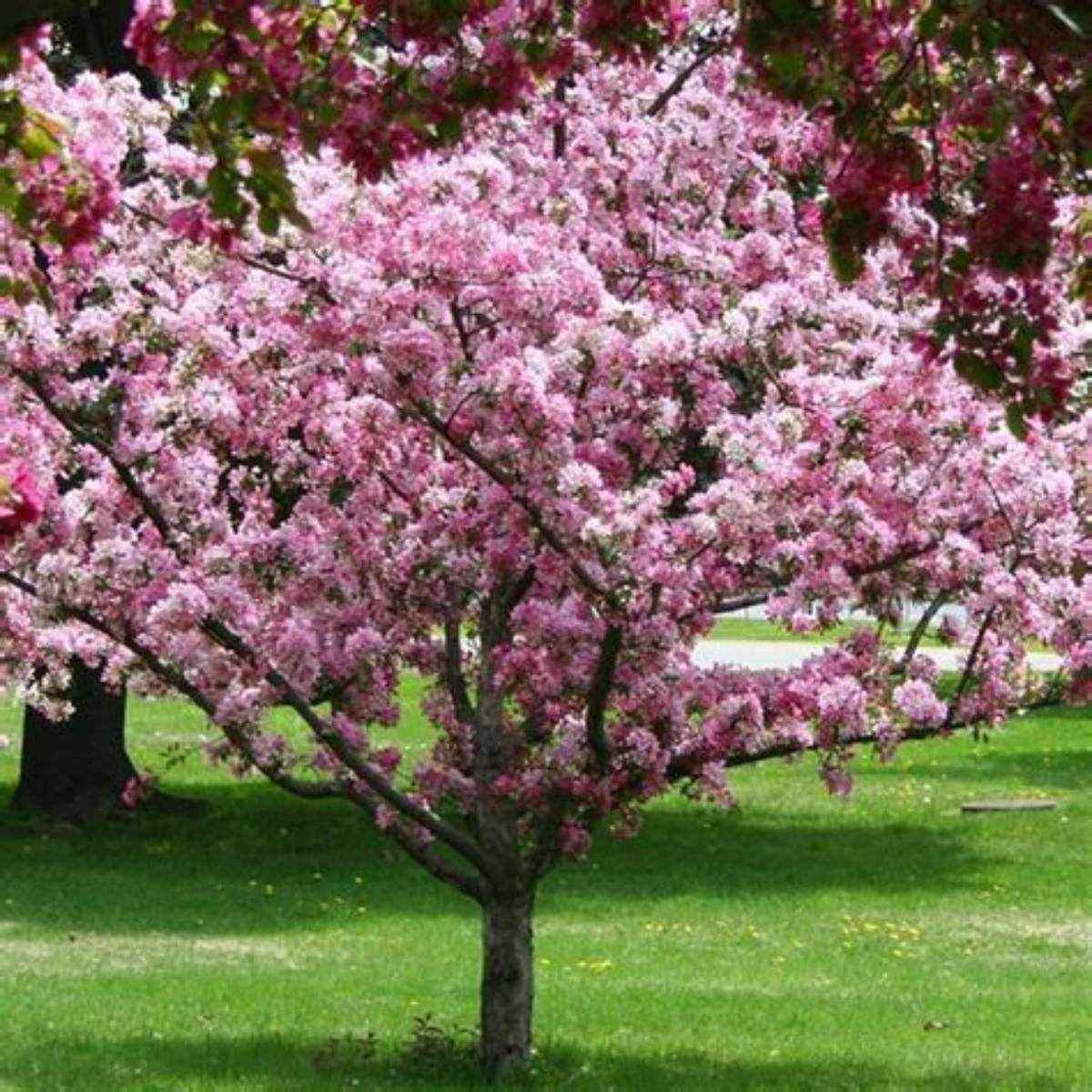 Brandywine® Crabapple Tree