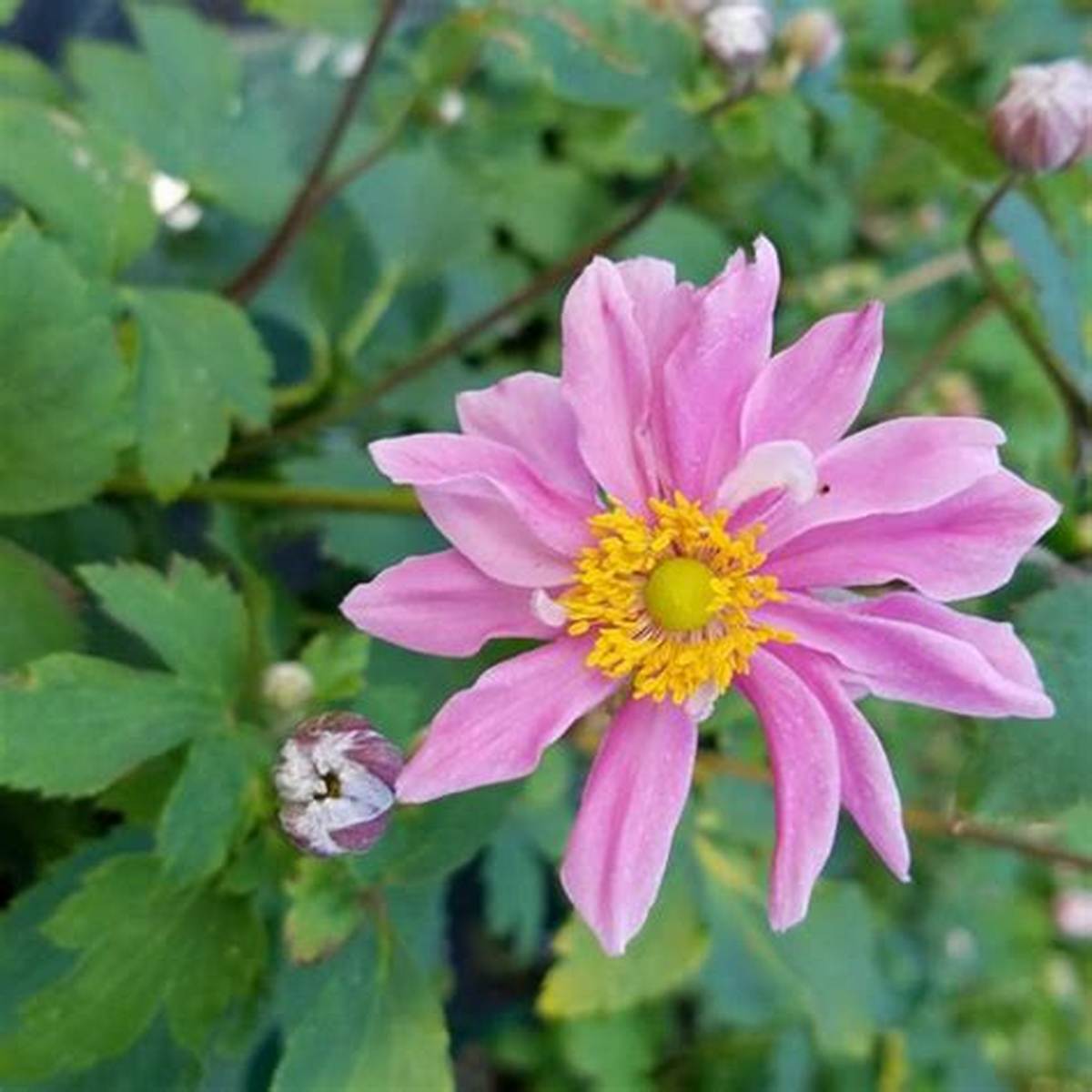 Fantasy™ Pocahontas Anemone