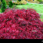 Tamukeyama Japanese Maple Tree