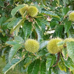 Chinese Chestnut Tree