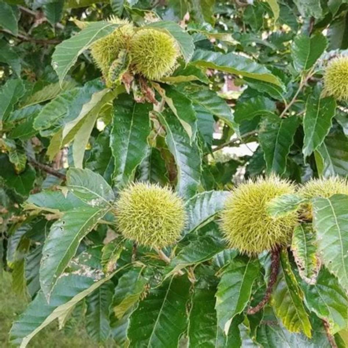 Chinese Chestnut Tree