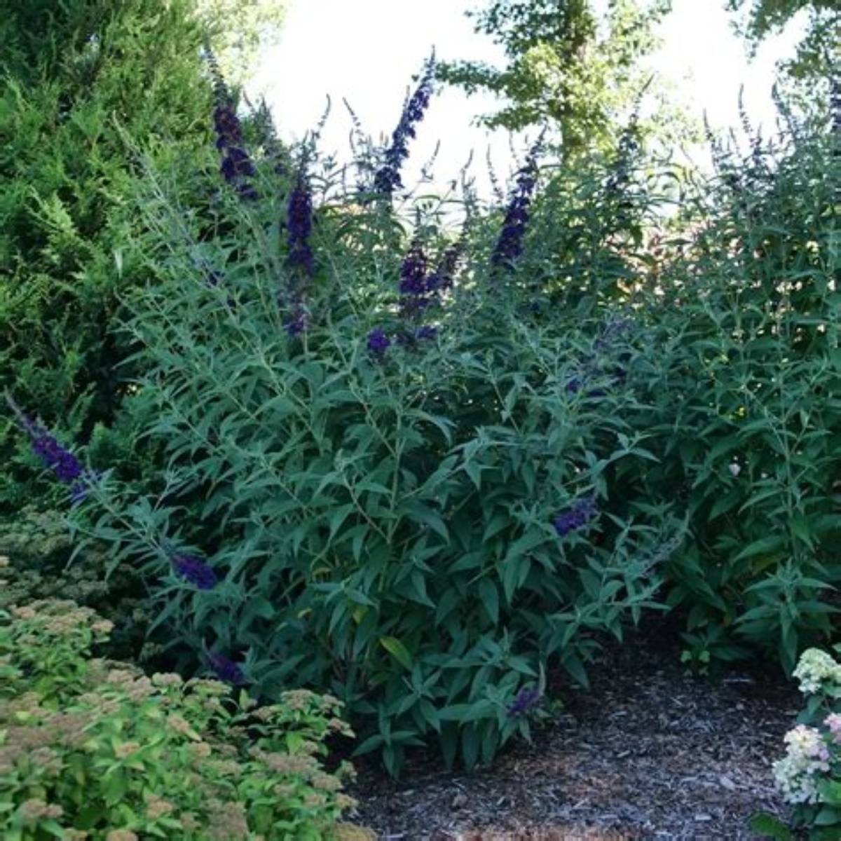 Darkest Night™ Butterfly Bush